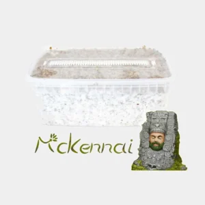 mckennaii-paddo-grow-kit Psilocybe Cubensis McKennaii – Premium Paddo Grow Kit