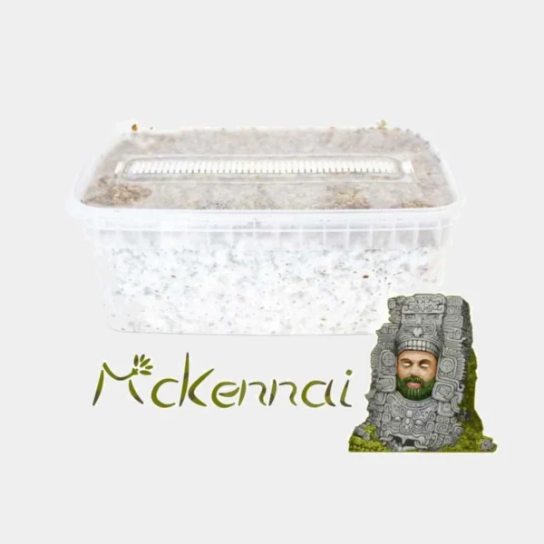 Psilocybe Cubensis McKennaii – Premium Paddo Grow Kit